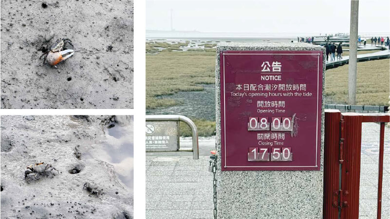 高美濕地-4