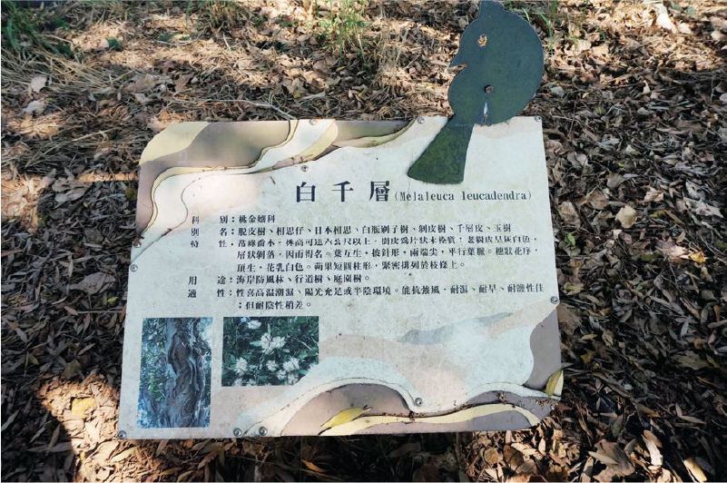 白千層步道-4